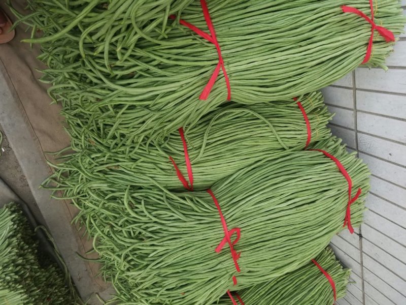 长豆角新乐市豆角8月5号左右大量上市需要的联系我