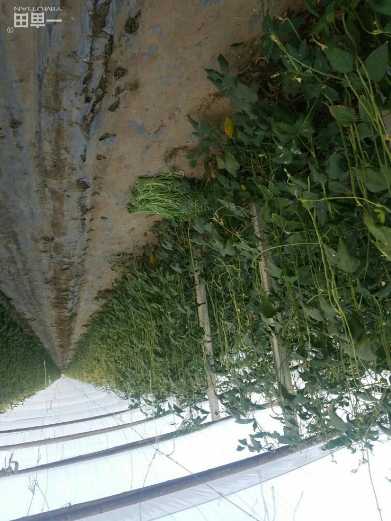 长豆角新乐市豆角8月5号左右大量上市需要的联系我