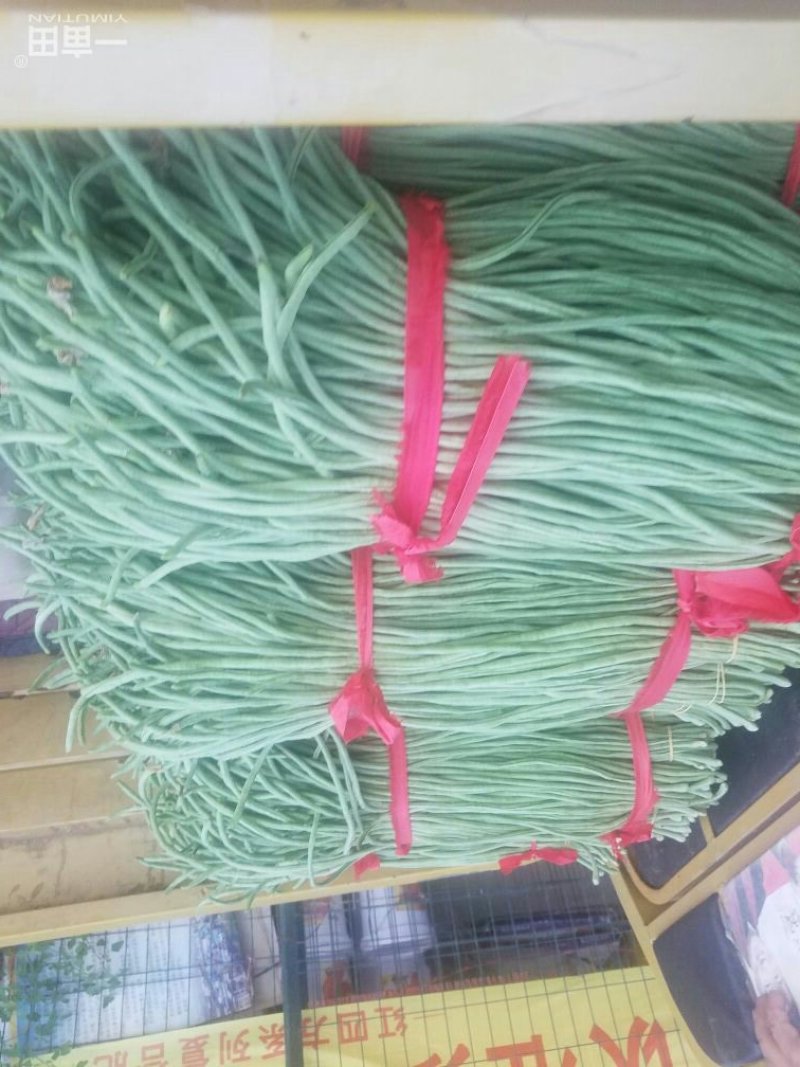 长豆角新乐市豆角8月5号左右大量上市需要的联系我