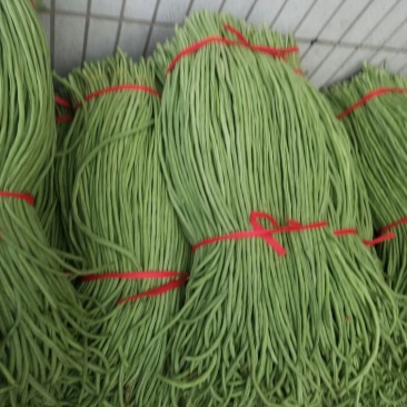 长豆角新乐市豆角8月5号左右大量上市需要的联系我