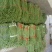 长豆角新乐市豆角8月5号左右大量上市需要的联系我