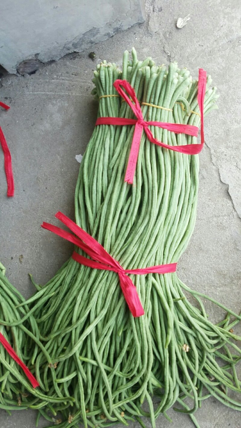 长豆角新乐市豆角8月5号左右大量上市需要的联系我