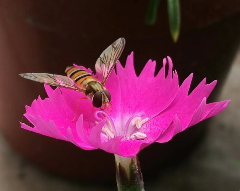 欧石竹