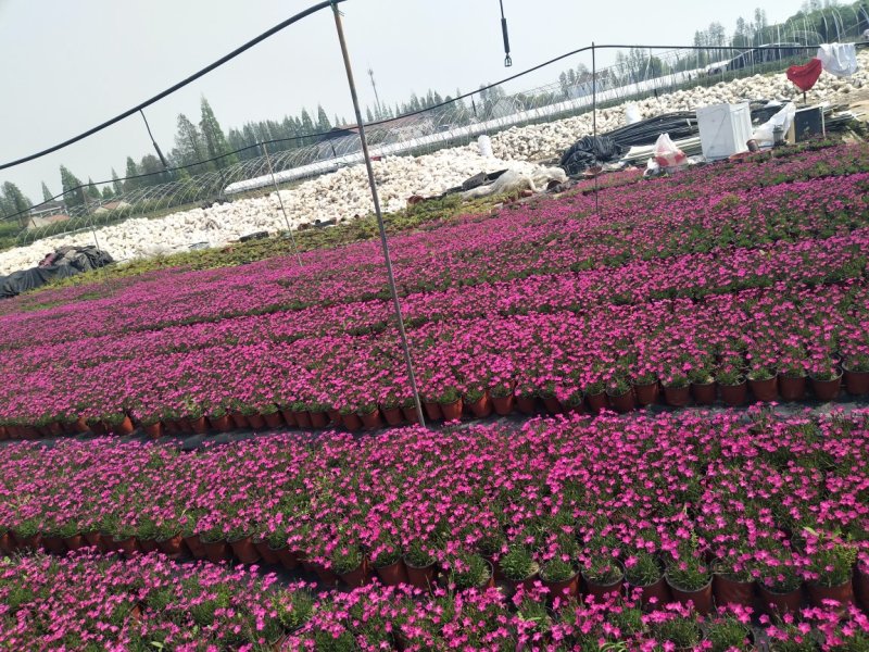 欧石竹