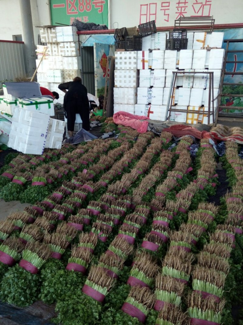 【香菜推荐】河北省邯郸代发全国各地大叶香菜热卖中