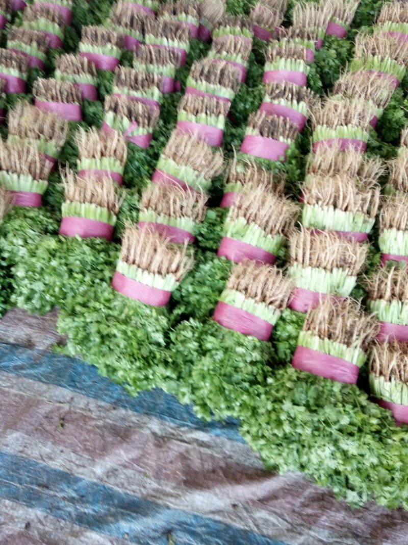 【香菜推荐】河北省邯郸代发全国各地大叶香菜热卖中
