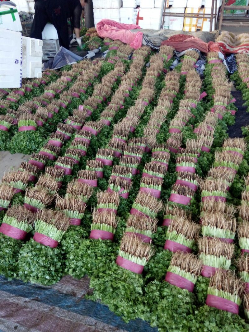 【香菜推荐】河北省邯郸代发全国各地大叶香菜热卖中