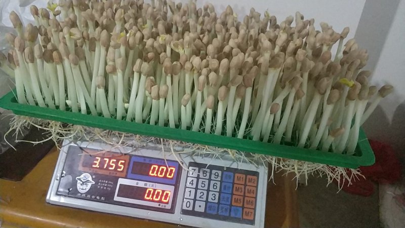 花生芽，豌豆苗，萝卜苗，香椿苗，空心菜苗等