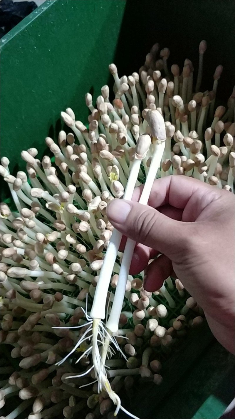 花生芽，豌豆苗，萝卜苗，香椿苗，空心菜苗等