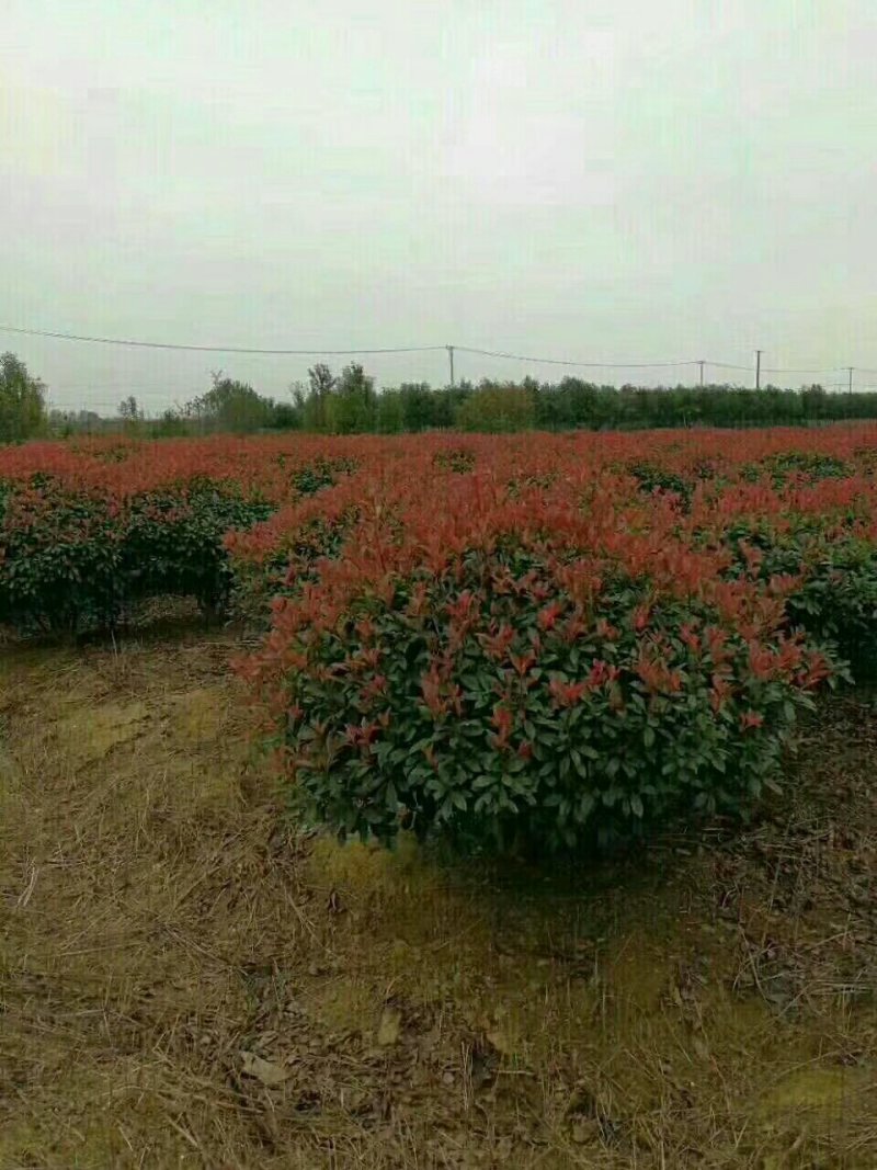 红叶石楠球苗圃量大供应，红叶石楠球规格全面，低价批发