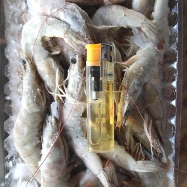南美白对虾