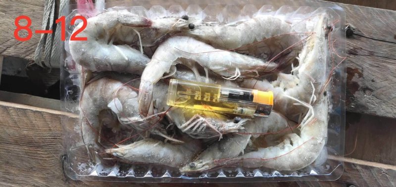 南美白对虾