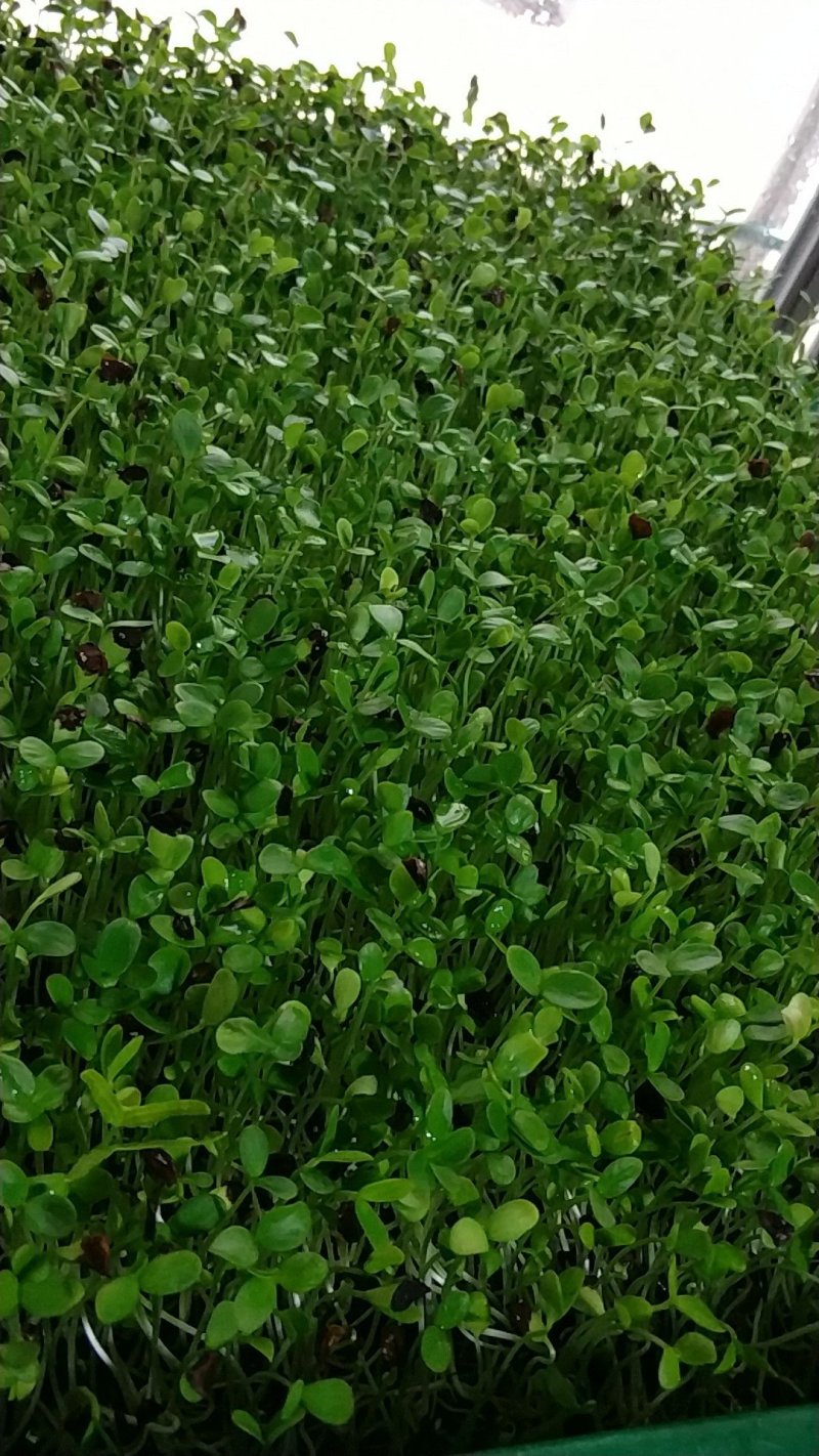 香椿苗。各类苗菜