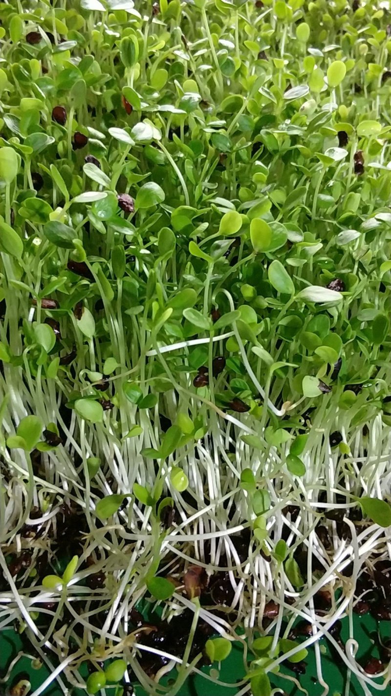 香椿苗。各类苗菜