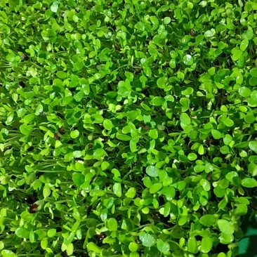 香椿苗。各类苗菜