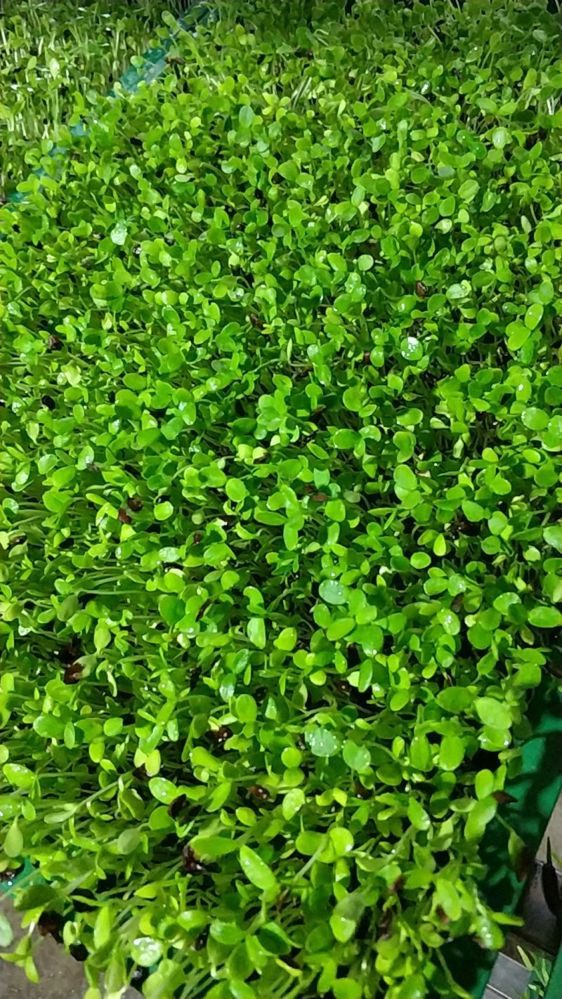 香椿苗。各类苗菜