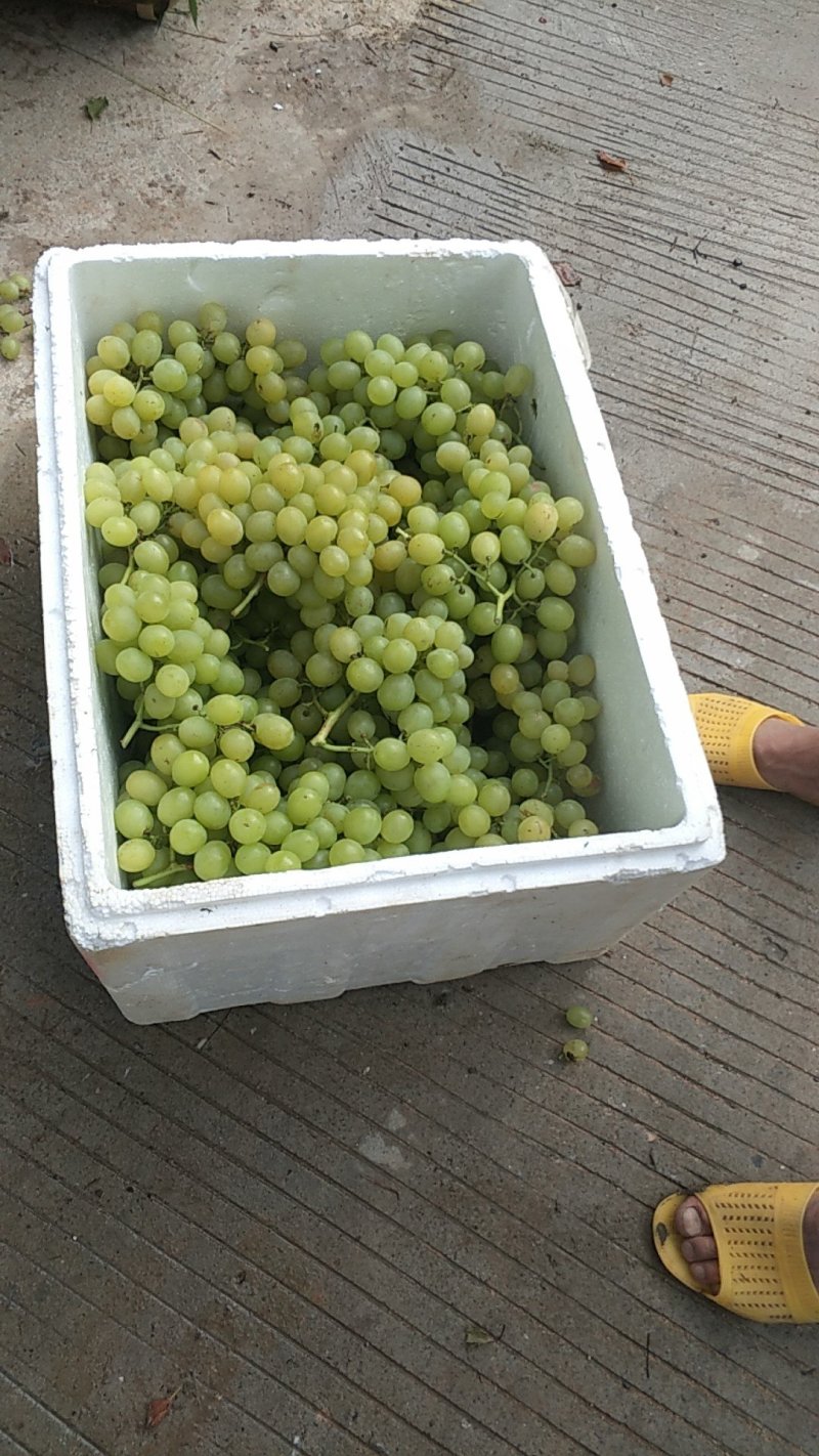 兰玉青提