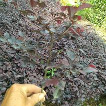 红花继木苗25-45公分高园林绿化常年供应