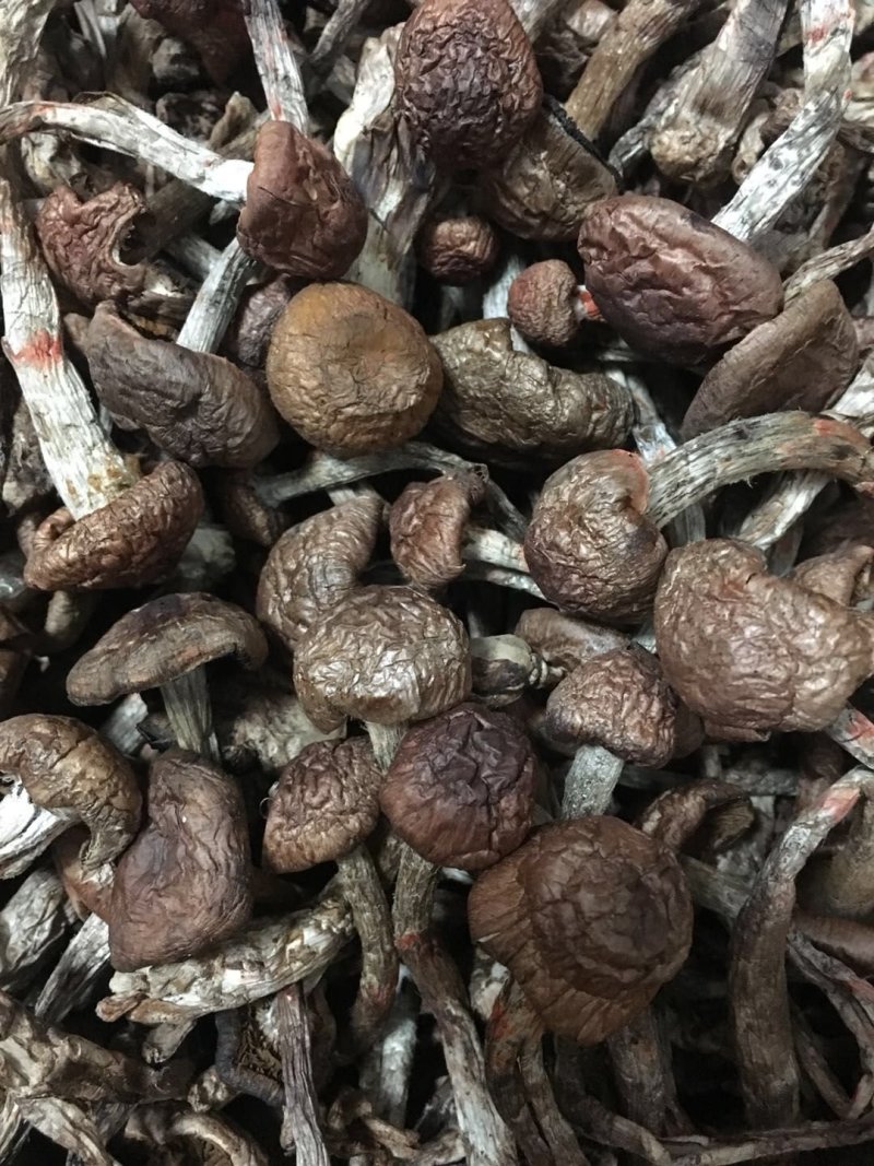 野生榛蘑草蘑