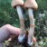 野生榛蘑草蘑