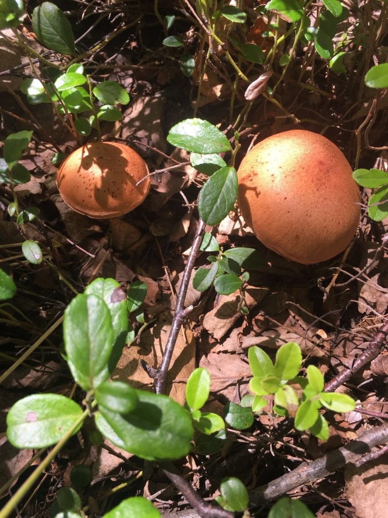 野生榛蘑草蘑