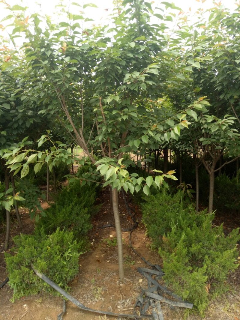 苗圃专卖日本樱花