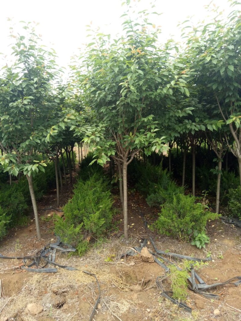 苗圃专卖日本樱花