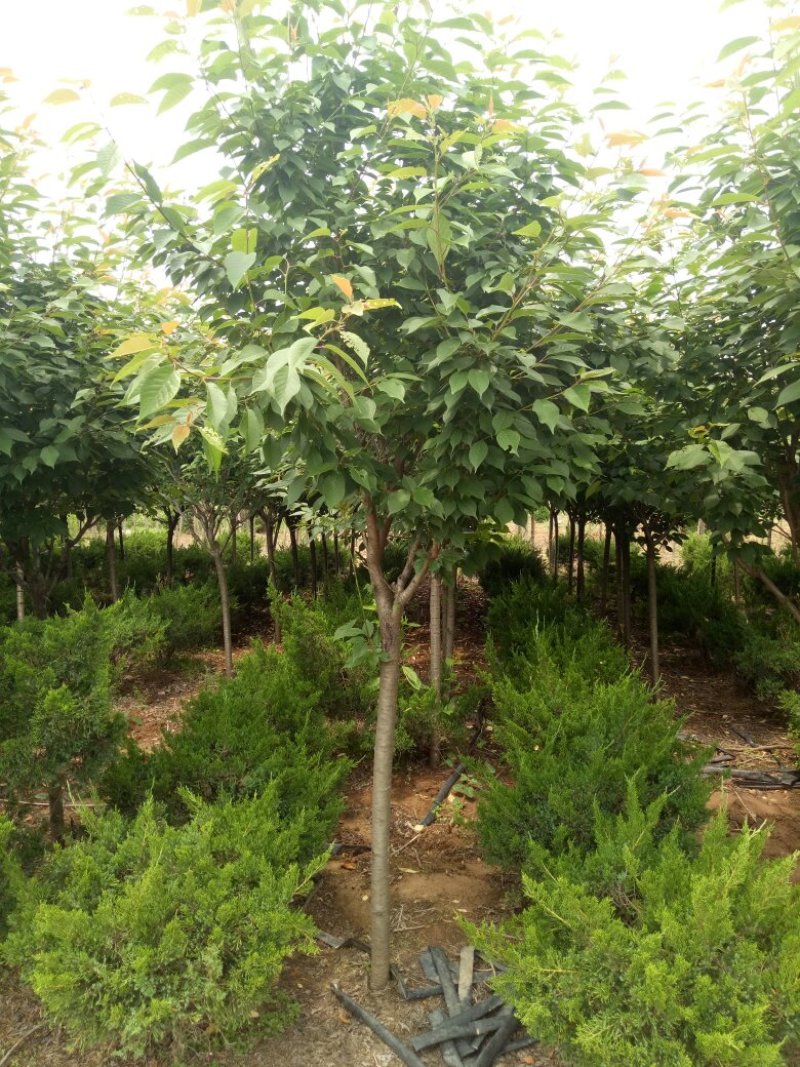 苗圃专卖日本樱花