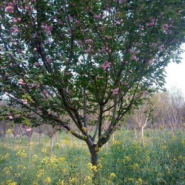 苗圃专卖日本樱花