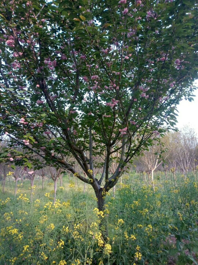 苗圃专卖日本樱花