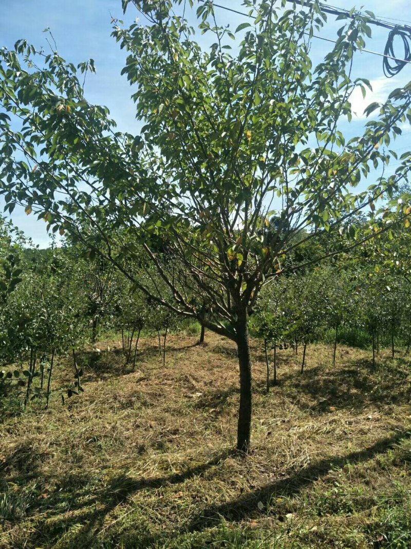 苗圃专卖日本樱花