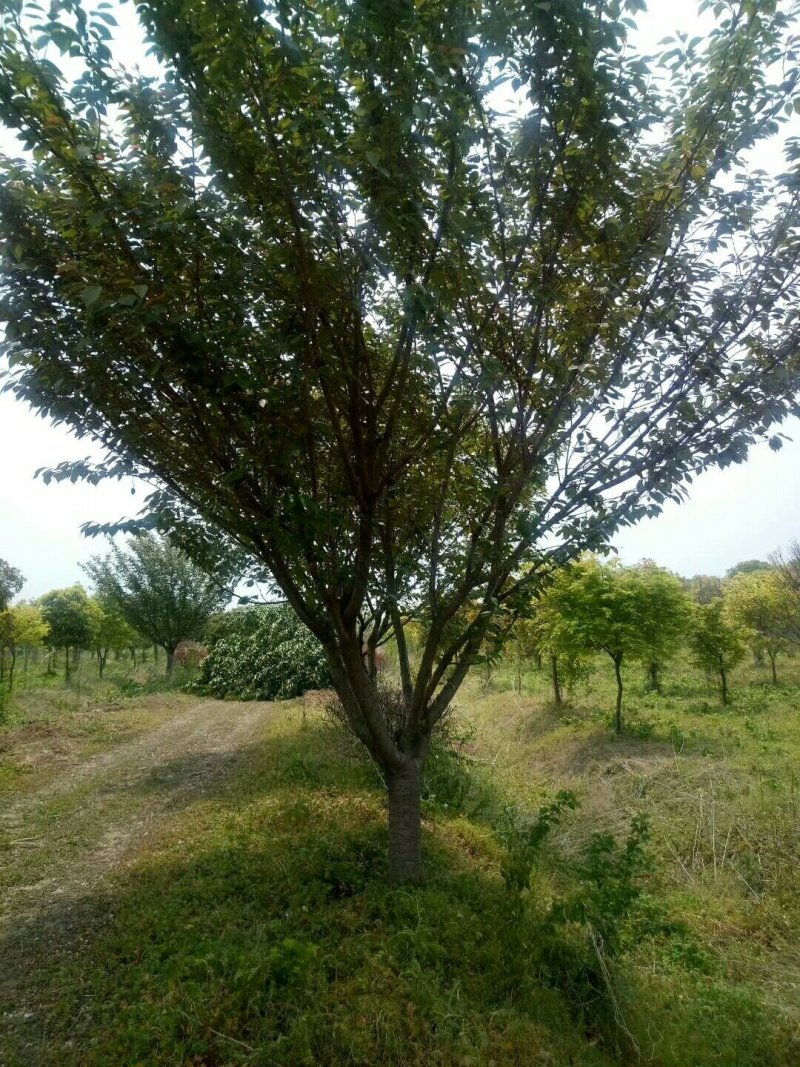 苗圃专卖日本樱花