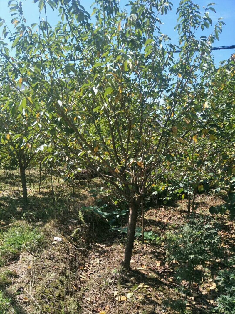 苗圃专卖日本樱花