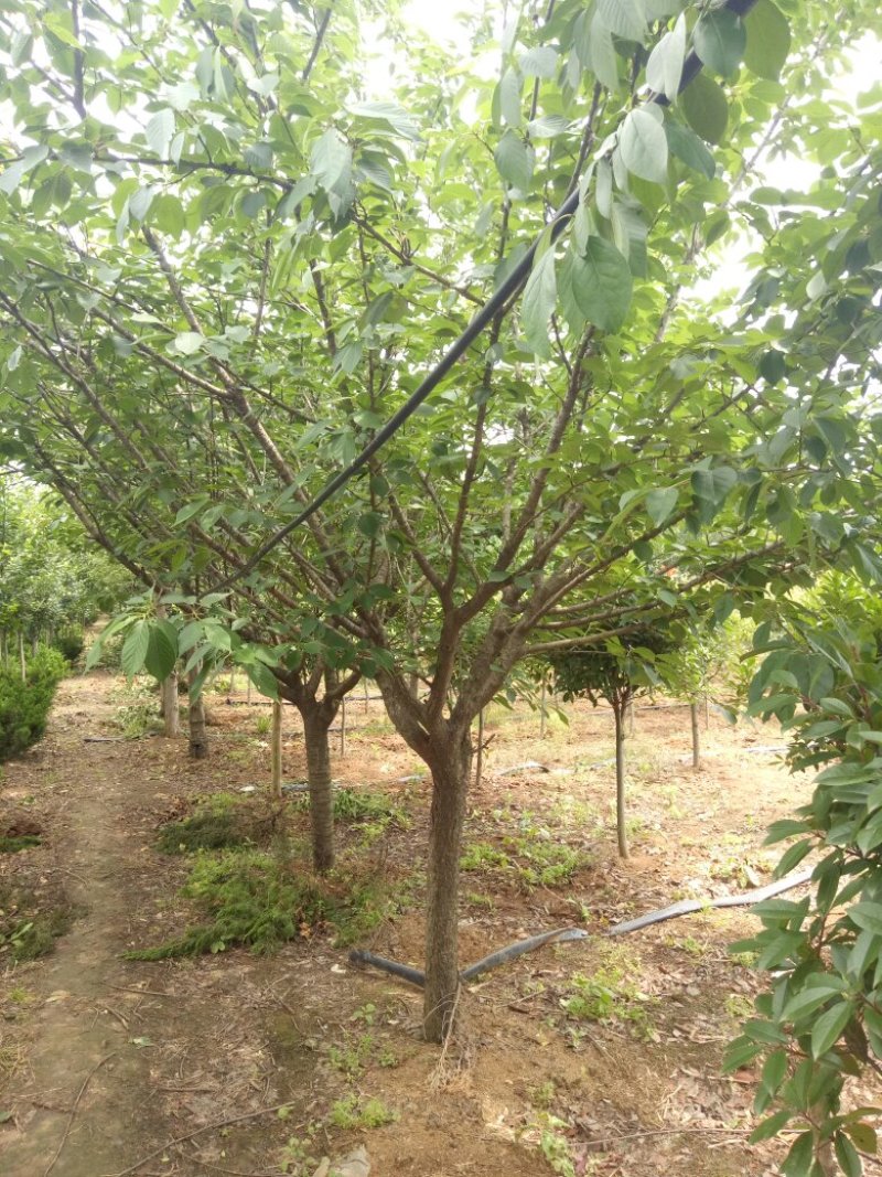 苗圃专卖日本樱花