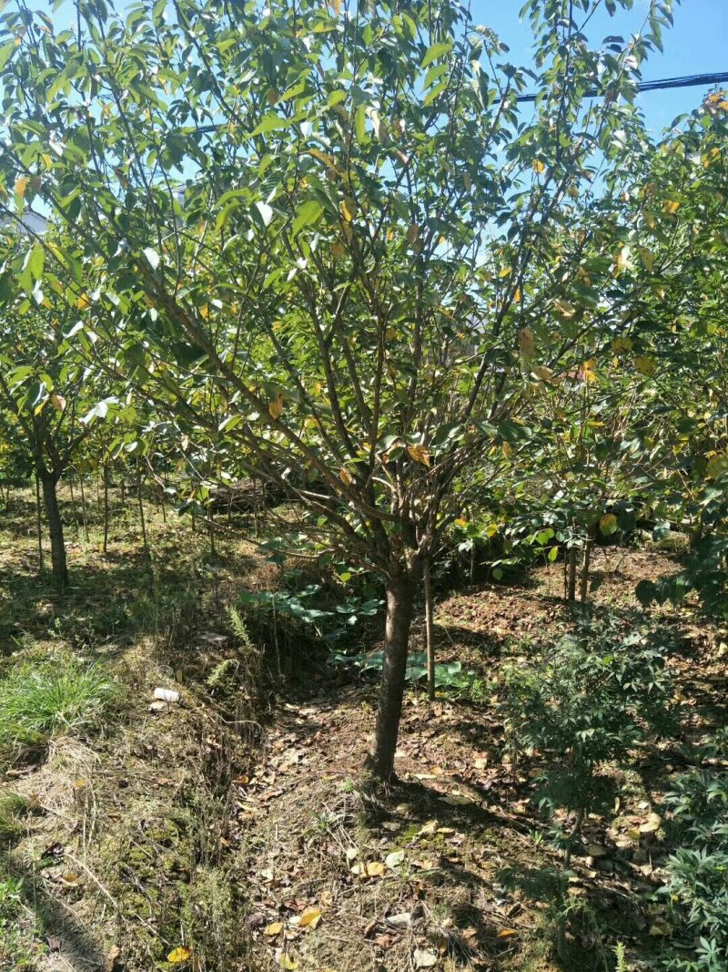 苗圃专卖日本樱花