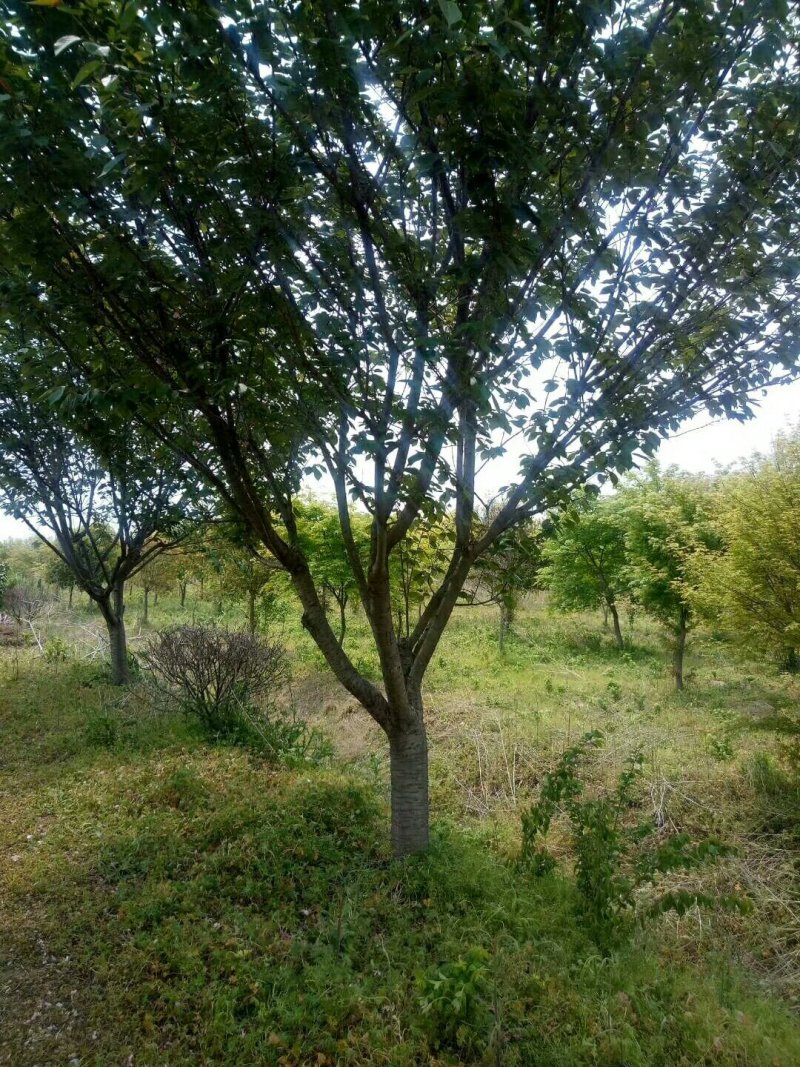 苗圃专卖日本樱花