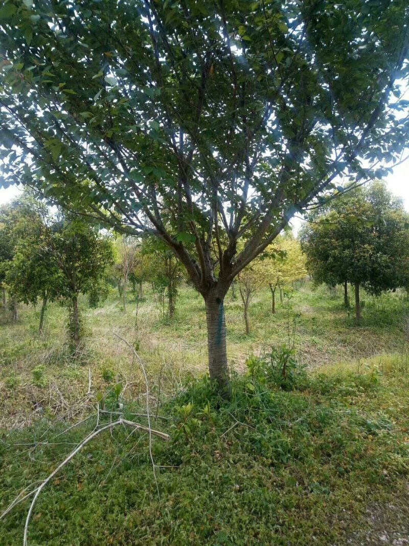 苗圃专卖日本樱花