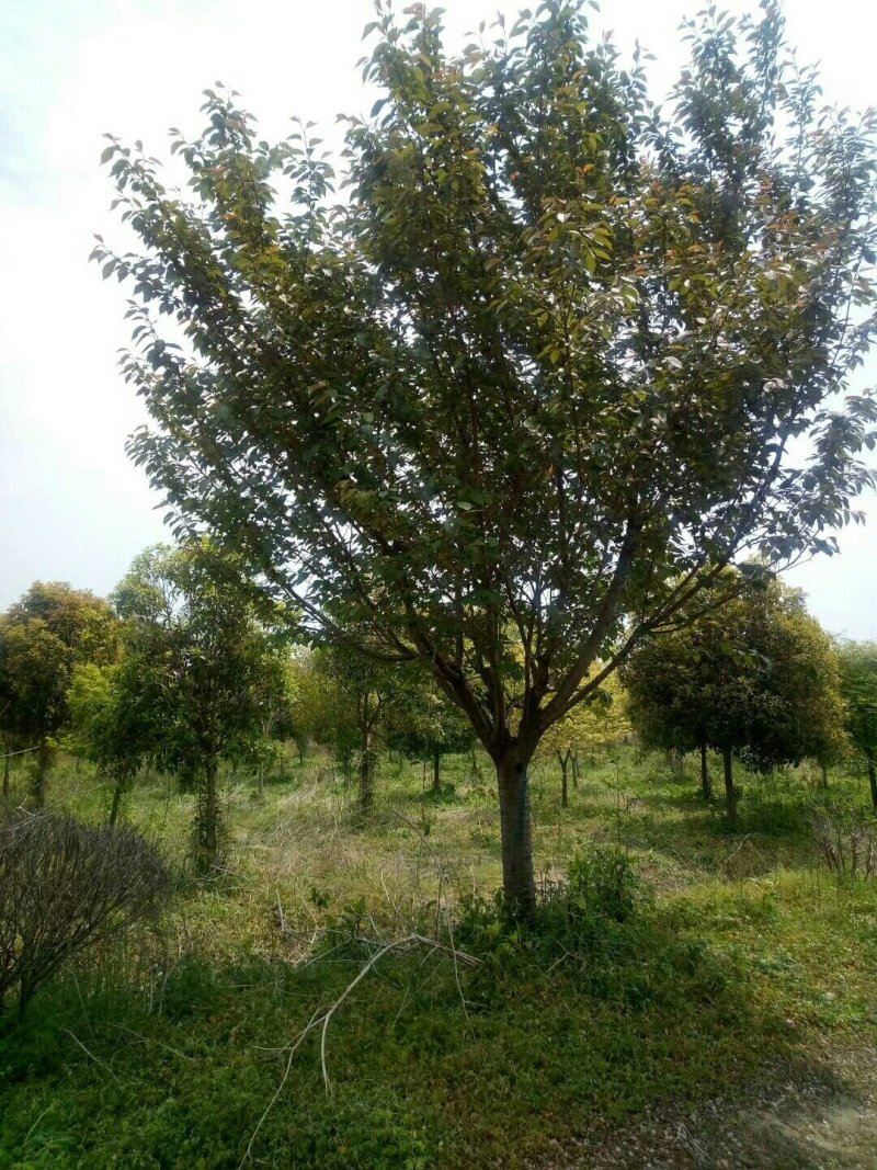 苗圃专卖日本樱花