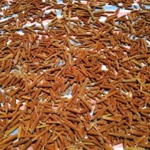 野生蒲棒！水蜡烛！香肠草！蒲绒大量上市需要的联系