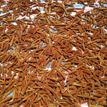 野生蒲棒！水蜡烛！香肠草！蒲绒大量上市需要的联系