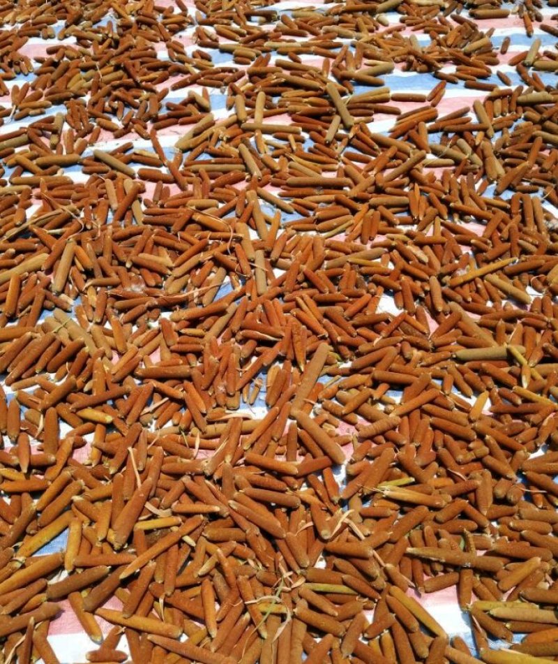 野生蒲棒！水蜡烛！香肠草！蒲绒大量上市需要的联系