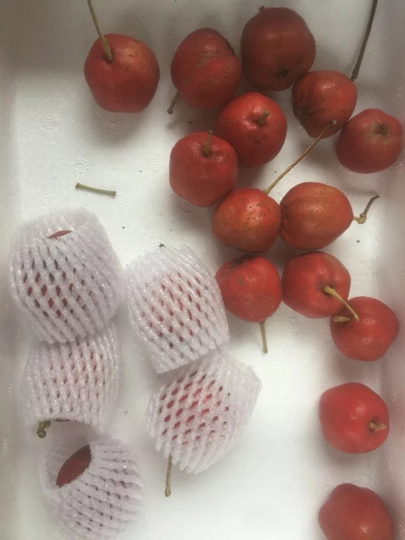 山东蒙阴新鲜山楂5斤装提供微商电商代发货