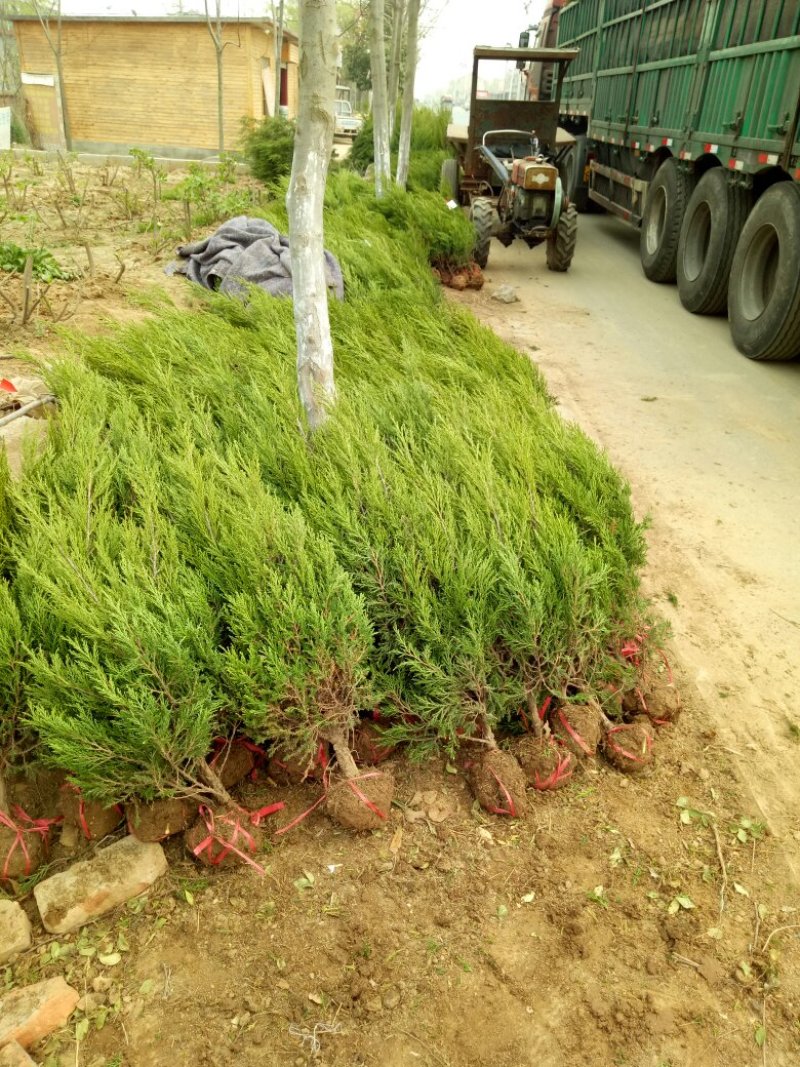 塔松基地量大供应，塔柏低价供应，塔柏，蜀桧