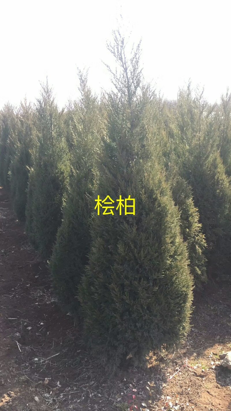 塔松基地量大供应，塔柏低价供应，塔柏，蜀桧