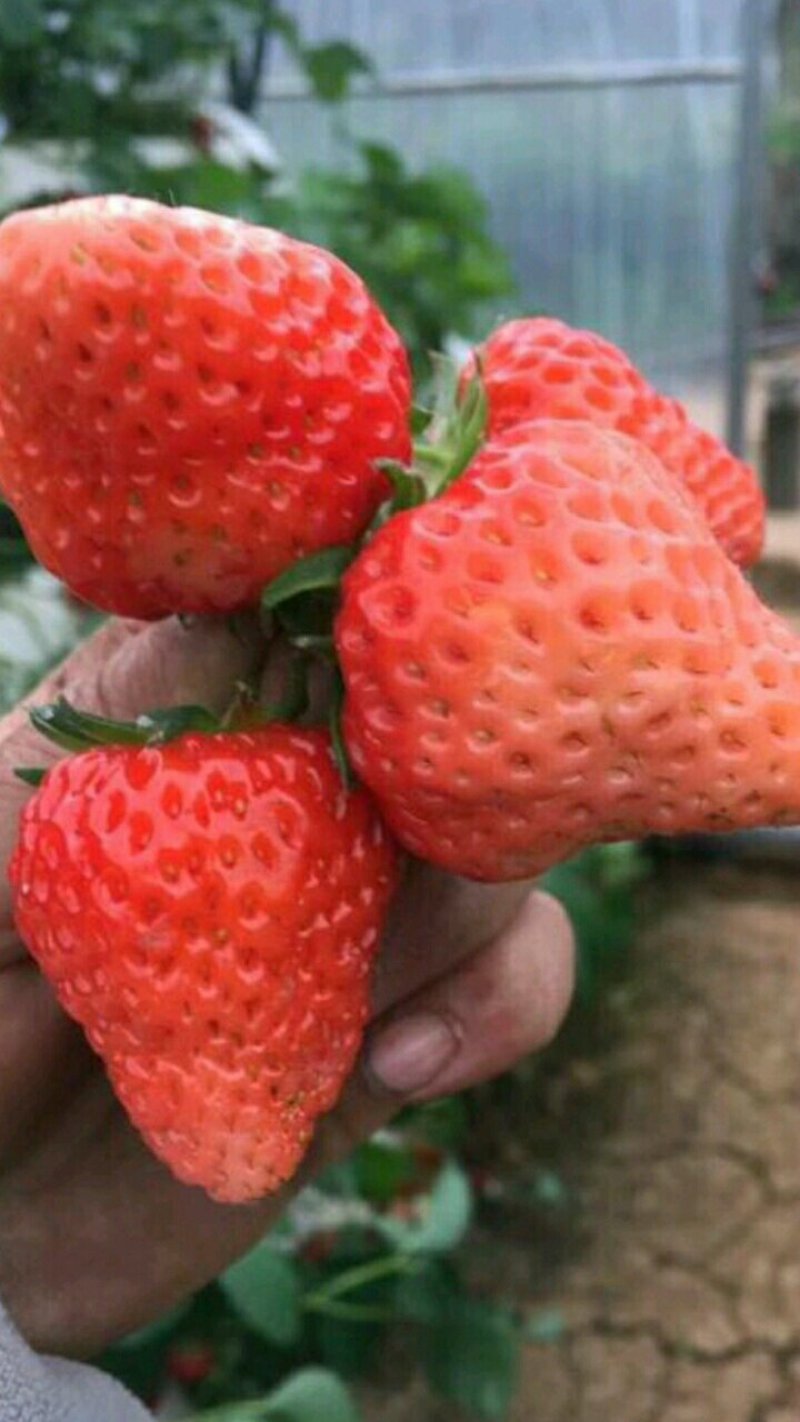 【品种】京藏香草莓苗大棚栽植的品种草莓苗草莓苗露天草莓苗