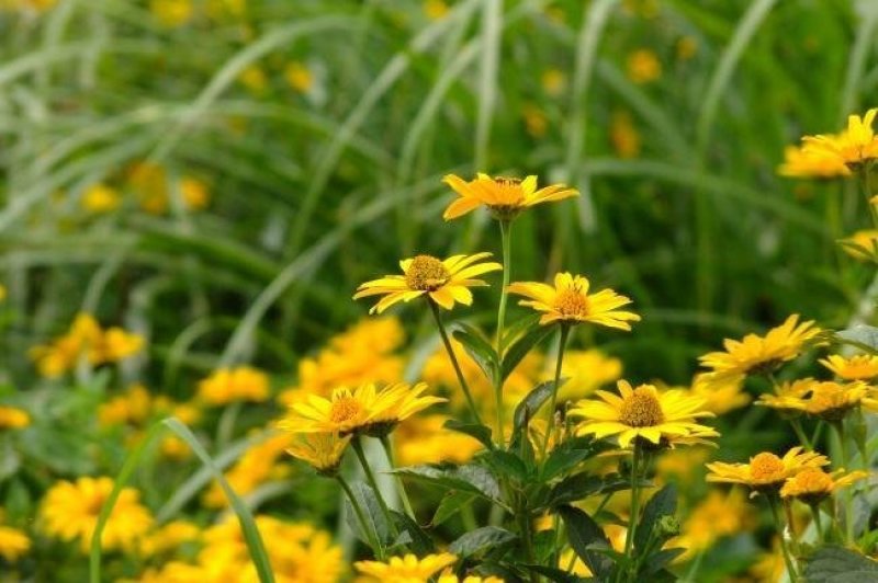 专业供应农村纯正干货野菊花