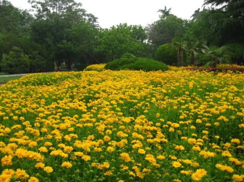 金鸡菊种子热门花海新种子发芽率高花期长可货到付款