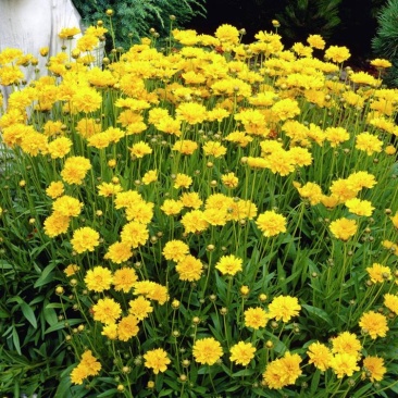 金鸡菊种子热门花海新种子发芽率高花期长可货到付款