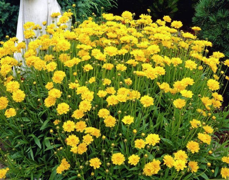 金鸡菊种子热门花海新种子发芽率高花期长可货到付款