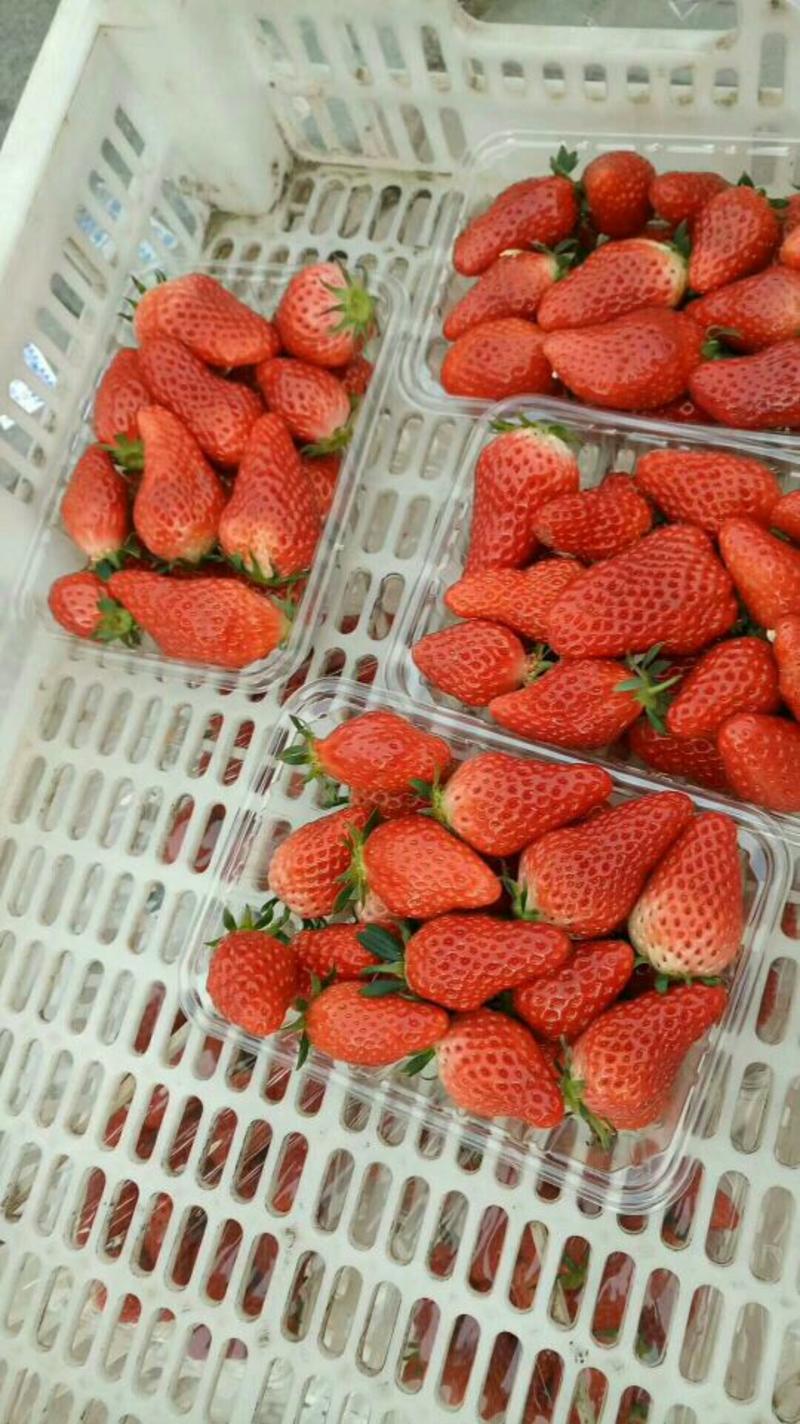 甜宝草莓苗30~40cm基地现挖现发技术指导